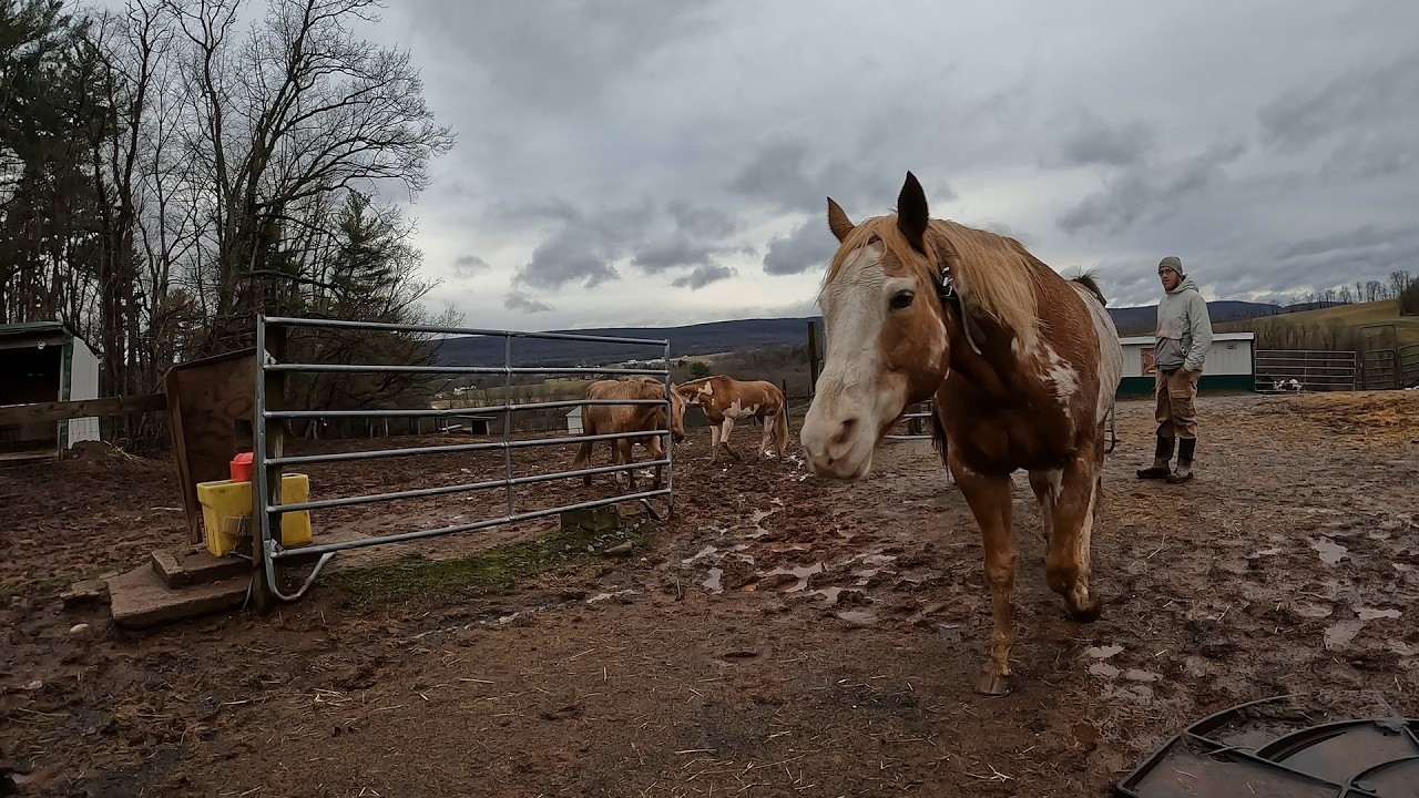 Weather Flip Cold & Rain Moves In:  Blanketing 26 Horses & Their Funny Grumpy Behaviors