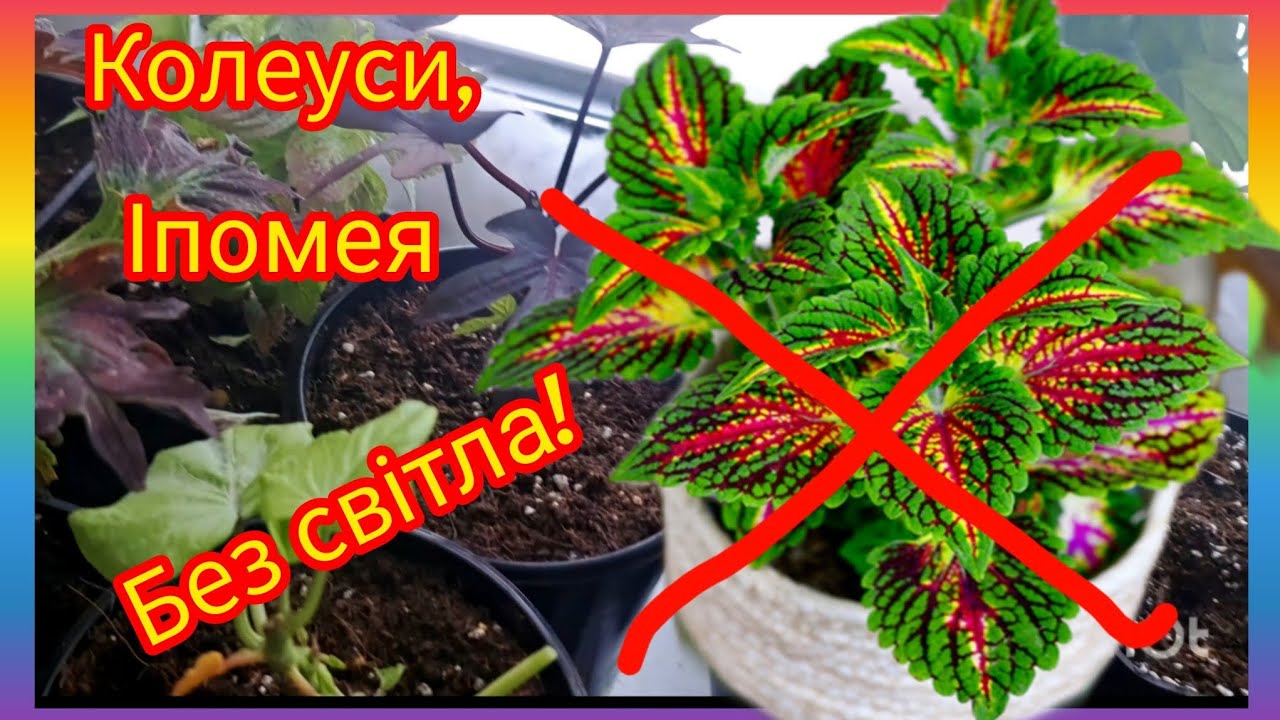 Колеуси,хризантема,іпомея‼️Вирощування без світла🫣⁉️#garden #хризантема #колеус #flowers 