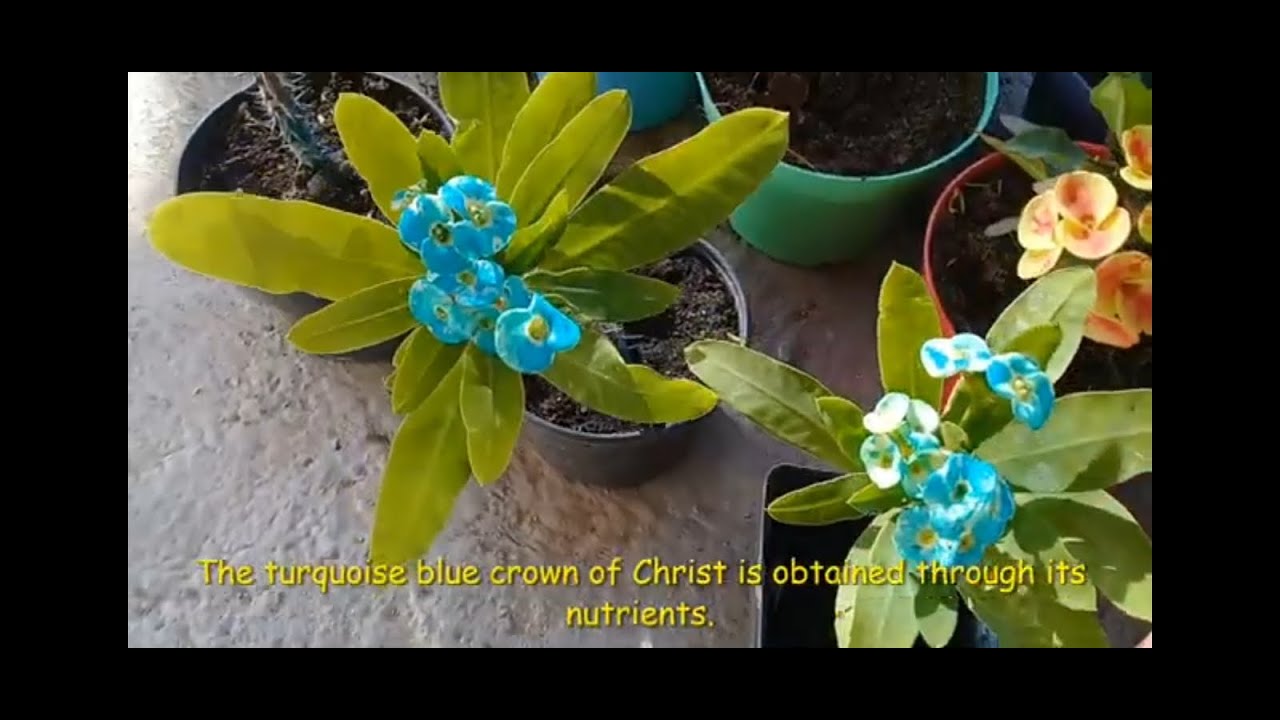 corona de Cristo azul turquesa como la obtenemos