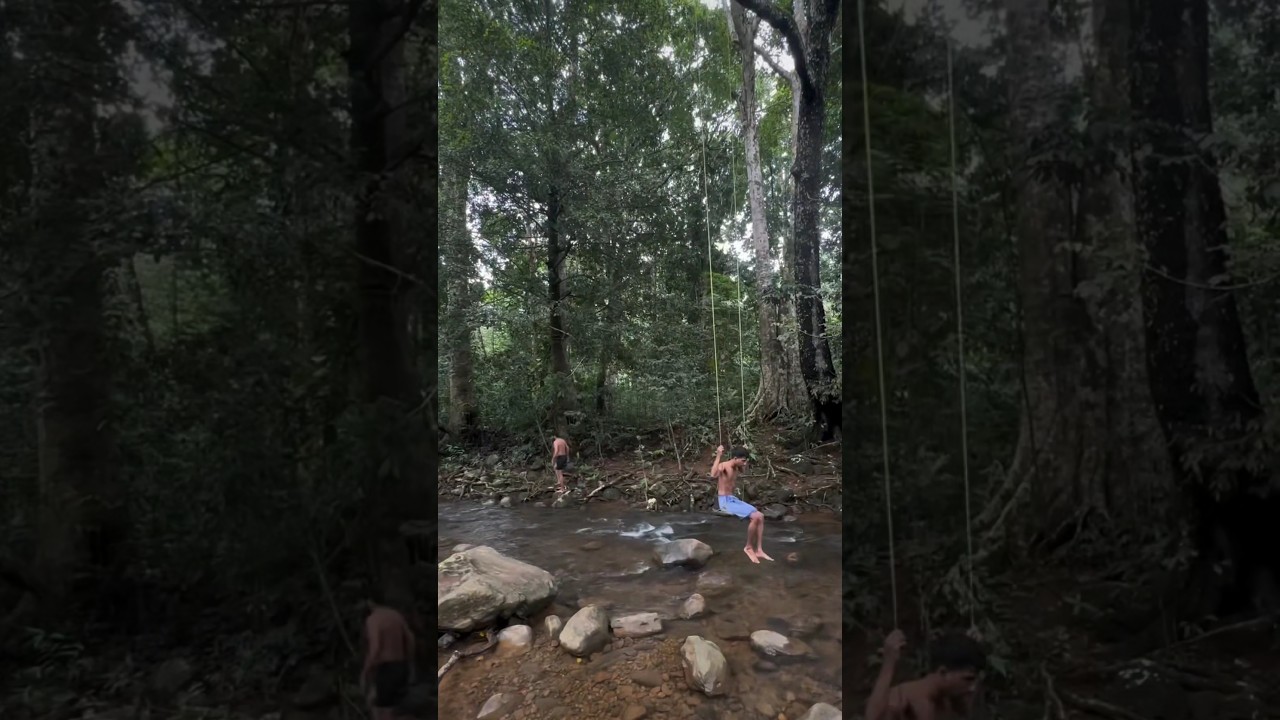 Forest stay in Wayanad 💥☎️ 9087771017 for bookings #trending #shortsfeed #shorts #instagram #yt
