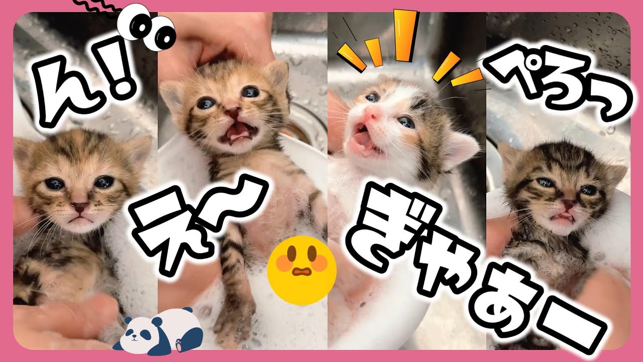 【子猫のお風呂】「ギャー」「ん？」「うっとり～」それぞれの反応　お湯が茶色になるくらい汚れてたよー【保護猫生活】