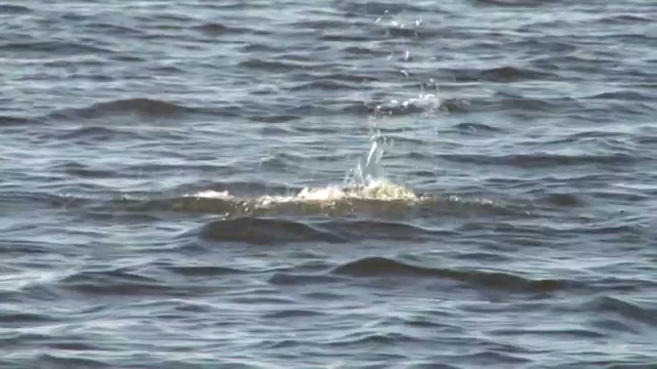 Early Spring Time Speckled Trout