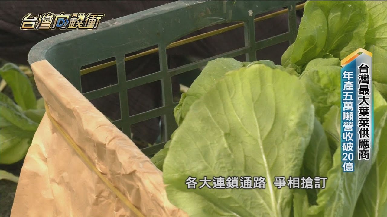 台灣最大葉菜供應商　年產五萬噸營收破20億 20230916【台灣向錢衝】PART2