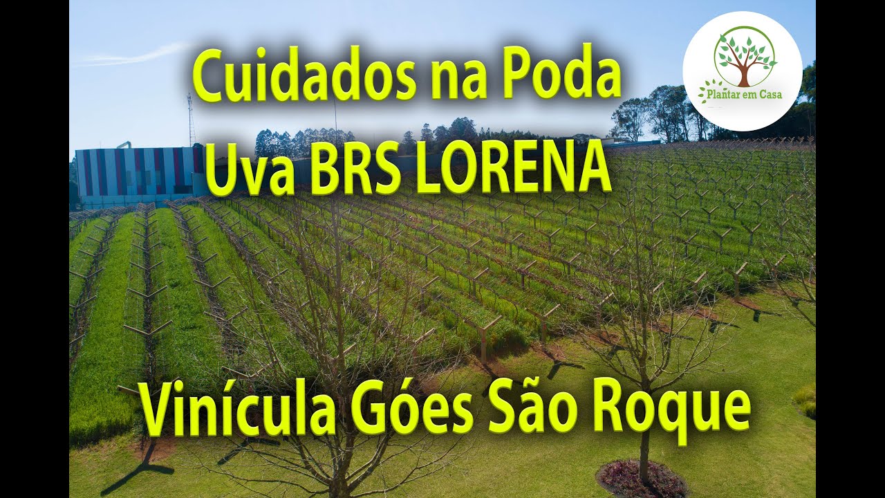 04 Uva BRS Lorena Videiras do Vinho Góes em São Roque