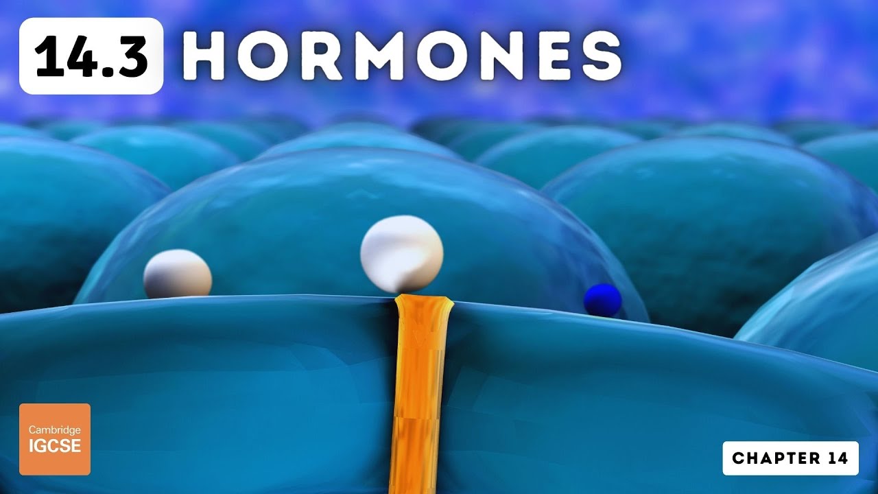 IGCSE Biology - Hormones (14.3)