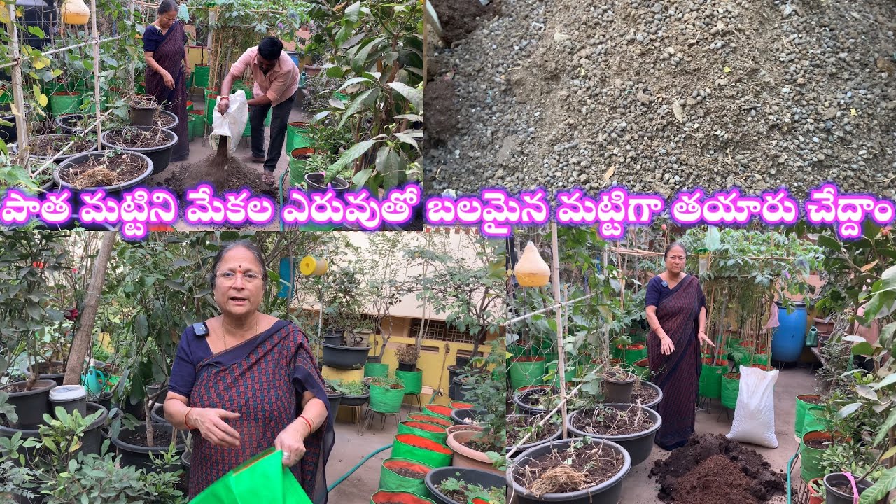 పాత మట్టిలో మేకల ఎరువు కలుపుకొని మొక్కలకు బలమైన మట్టిని తయారు చేద్దాం