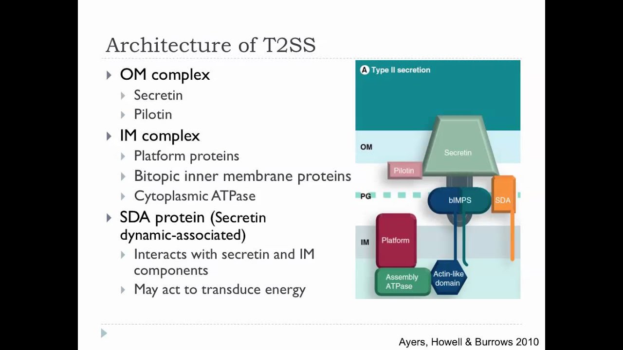 Bio305 2012 Bacterial protein secretion overview lecture
