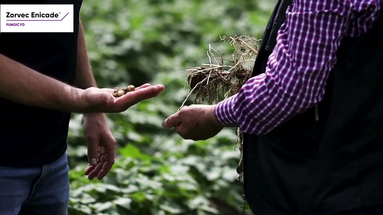 Zorvec Enicade&reg; to nowy fungicyd. Co sądzi o jego skuteczności plantator ziemniak&oacute;w