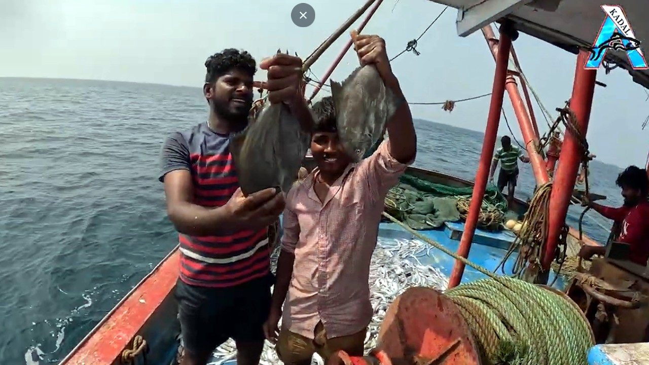 “Big Pomfret Catch! Amazing Deep Sea Fishing 🎣🐟” | “Fresh Black Pomfret from the Ocean | #KadalTV