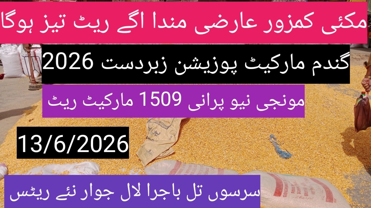 Makki munji ka rate today 2026| Ghalla Mandi Arifwala Punjab
