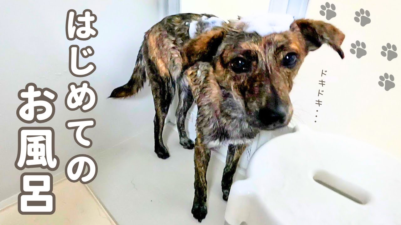 野犬の子カノア初めてのお風呂♨️保護犬を迎えて1ヵ月5日目【保護犬】【野犬の子】