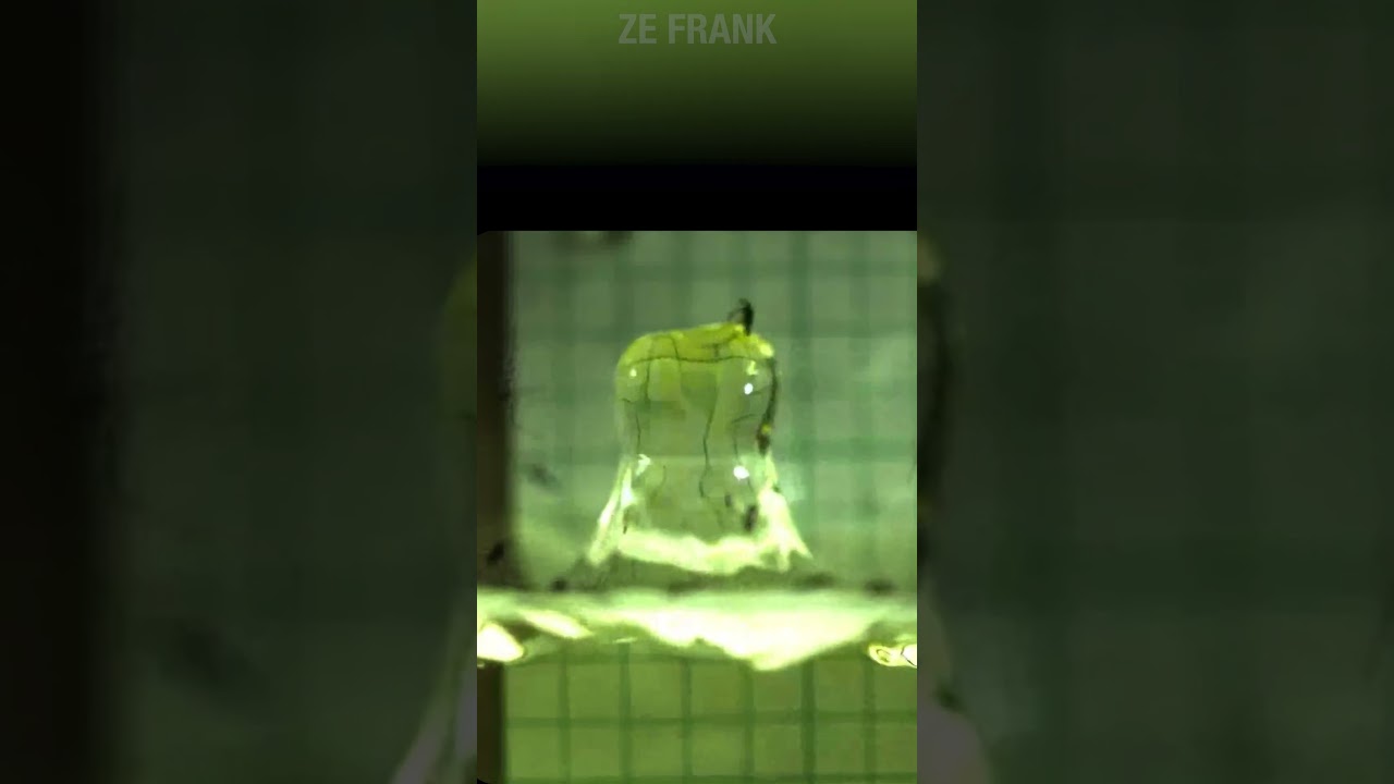 How The Water Striders Walk On Water