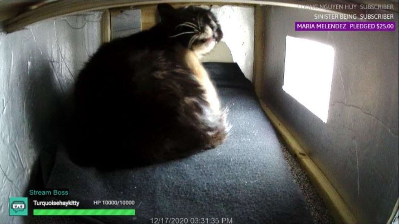 Inside The Feral Cat Shelter LIVE Stream 🔴 Cozy Cat House With Christmas Music