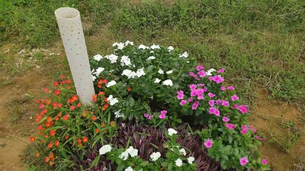 ALOCASIA, PACOVÁ E SAMAMBAIA