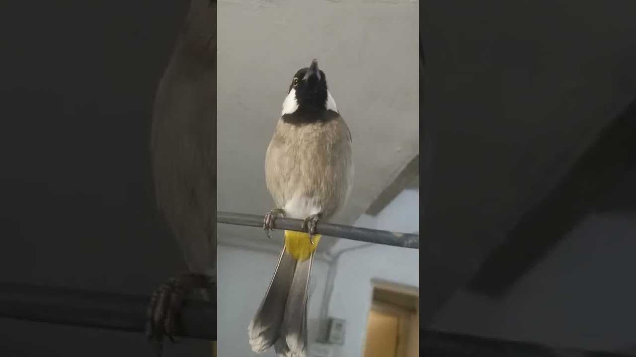 ما الفرق بين الانثئ والفحل بلابل العراقيه