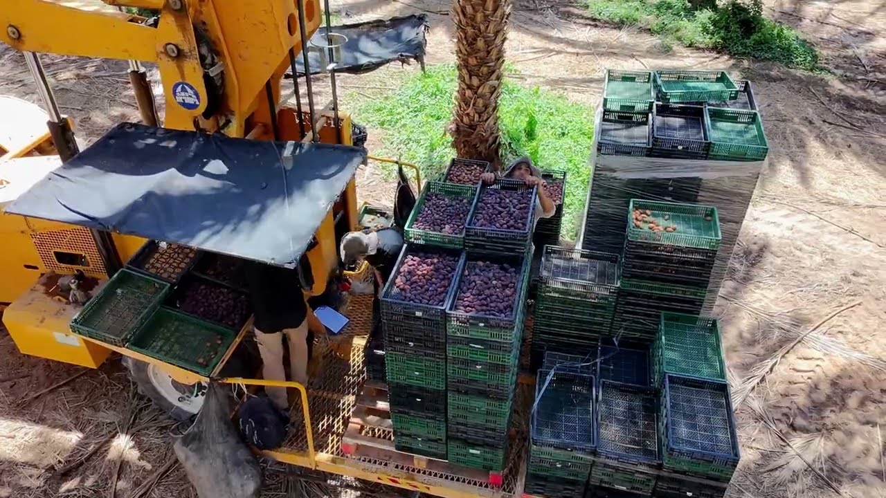 סיני קטן בגדיד גדול