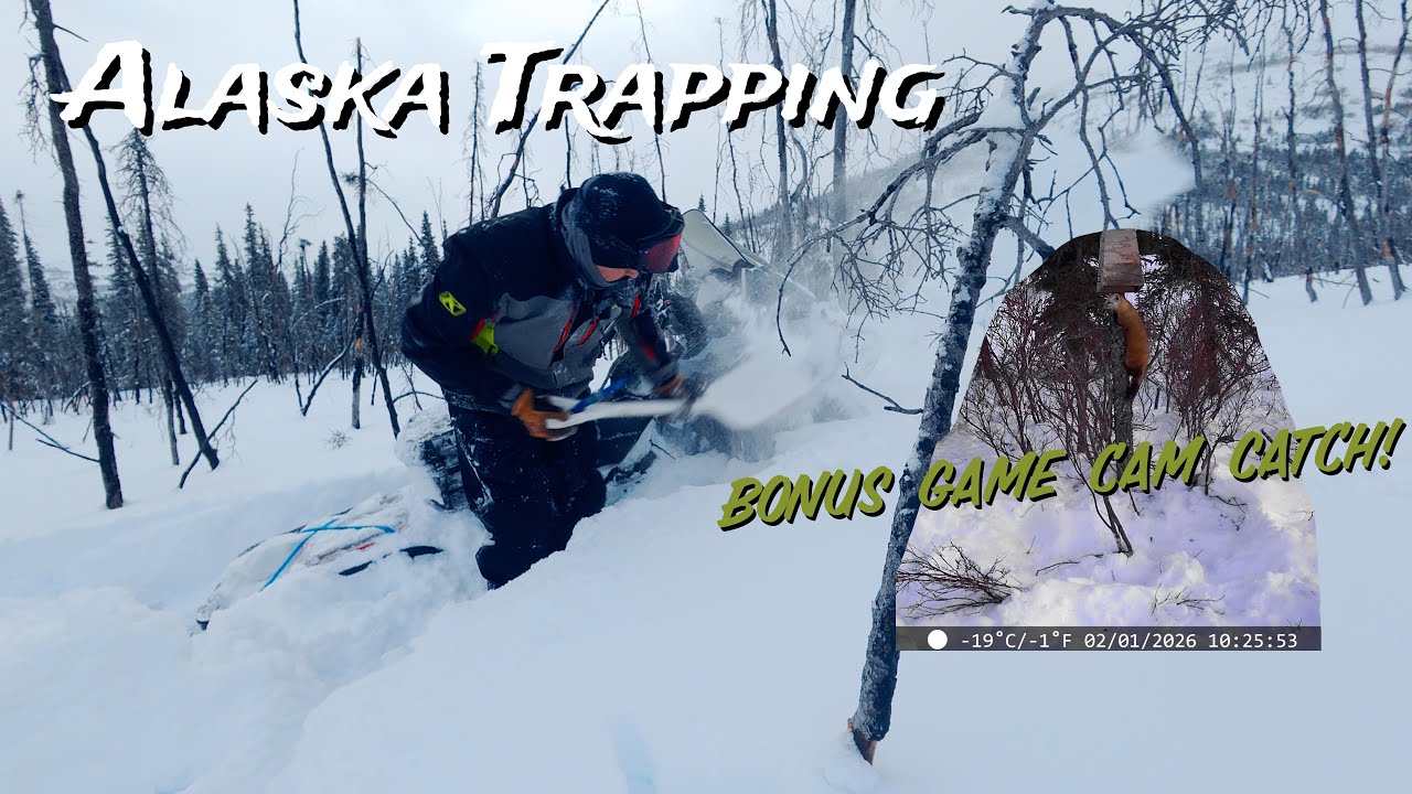 INSANE Deep Snow! - Marten Catch Caught on Camera