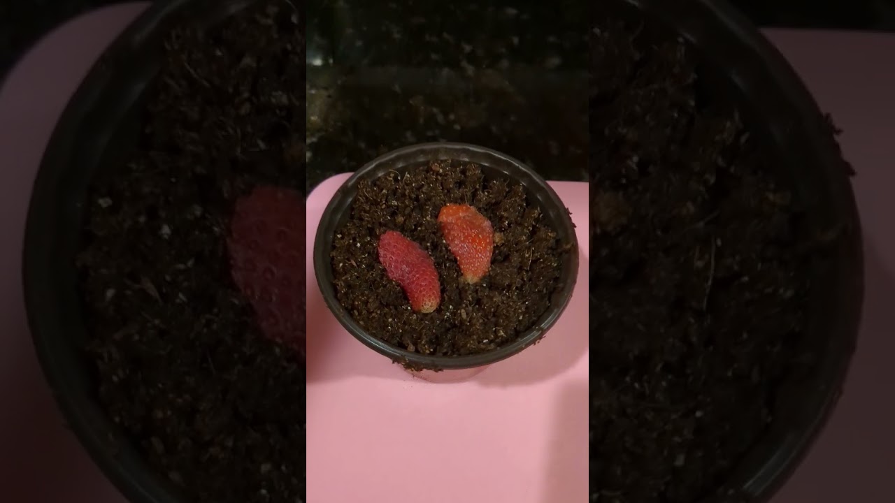#plant #gardening  growing strawberries from store bought berries