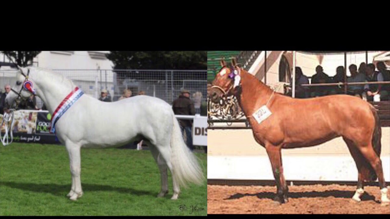 Horse and pony conformation part 2 - helpful hints