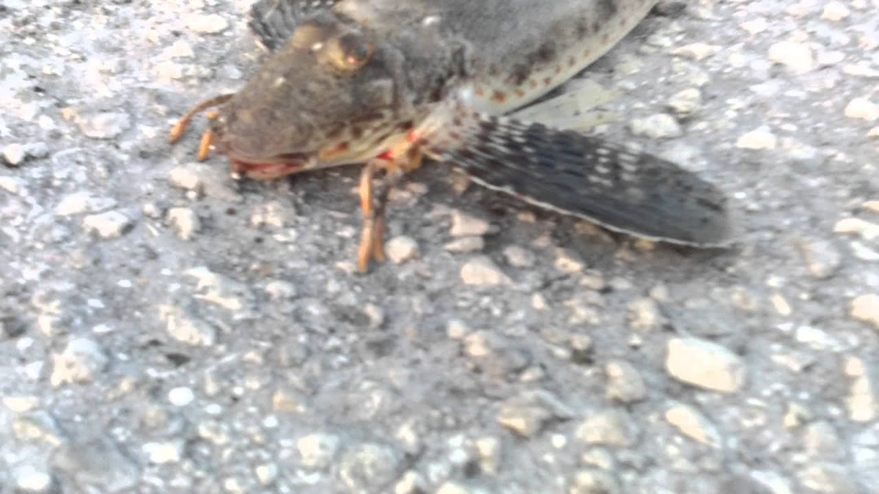 Weird Alien Looking Fish