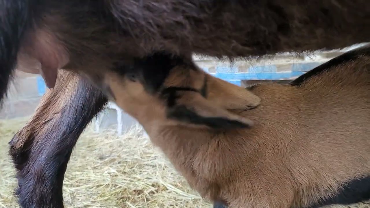 Oberhasli Baby Goats Feed from Mother