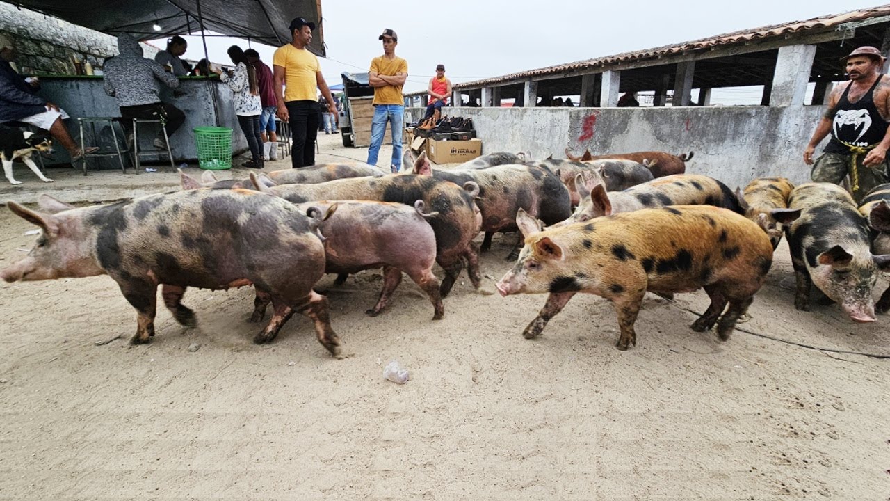 SUÍNOS DE R$8,00 O Kg EM CAPOEIRAS-PE, ALÉM DE CAPRINOS E OVINOS 16-05-2025 