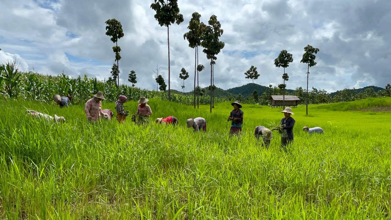 စပါးအပေါင်းလိုက်ခြင်း ဒီ(၈)လပိုင်းမကုန်ခင်ပြီးအောင်ရှင်းရမှာဖြင်ပါတယ်🌾