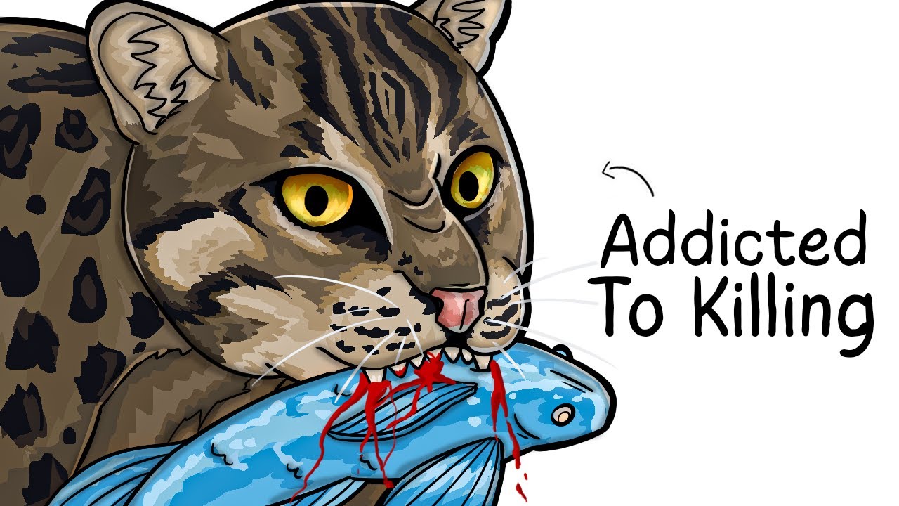 Why it Sucks To Be Born As a Fishing Cat