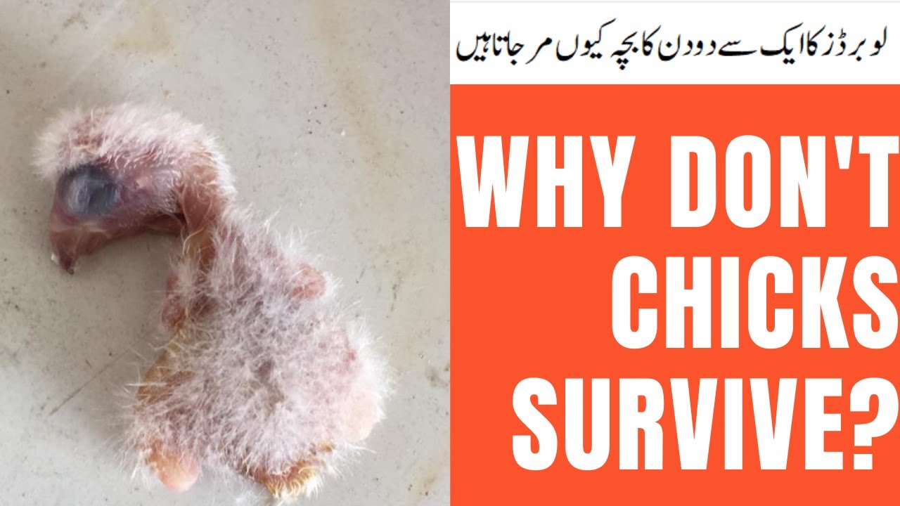 Why don't chicks survive? | Lovebirds chicks ku 1 say 2 dino baad expire ho gatay han | HWI Aviary