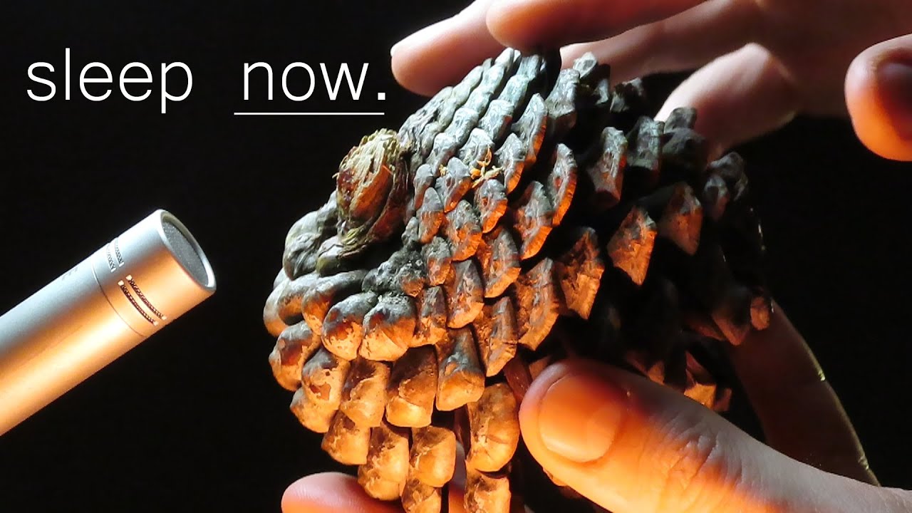 ASMR Pinecone Tapping for Sleep - Dynamic Taps for Tingles and Calming [No Talking]