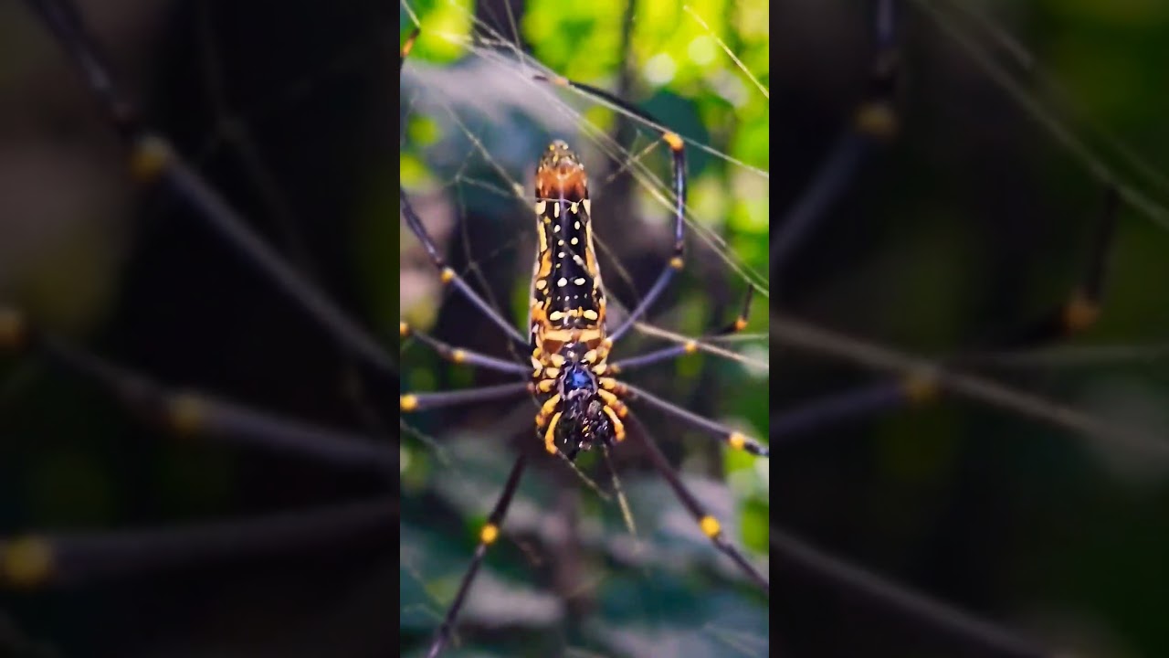 සත්ව ලෝකය කියන්නේ හරිම අමුතුයි 😯 