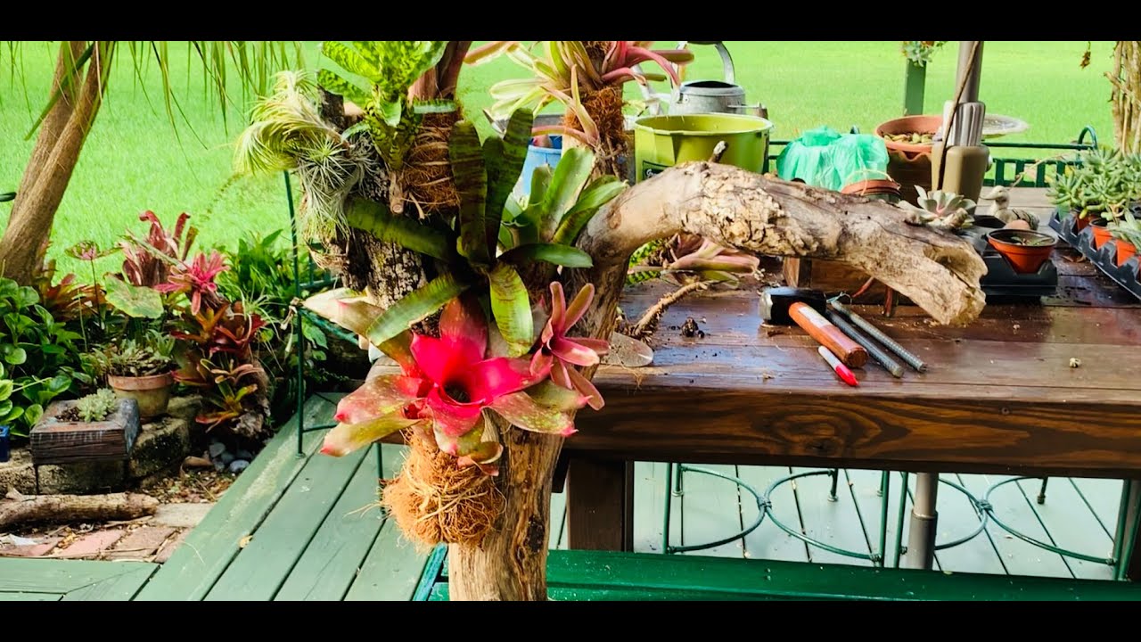 Bellos Arreglos en Troncos de Madera con Bromelias 1 ☺