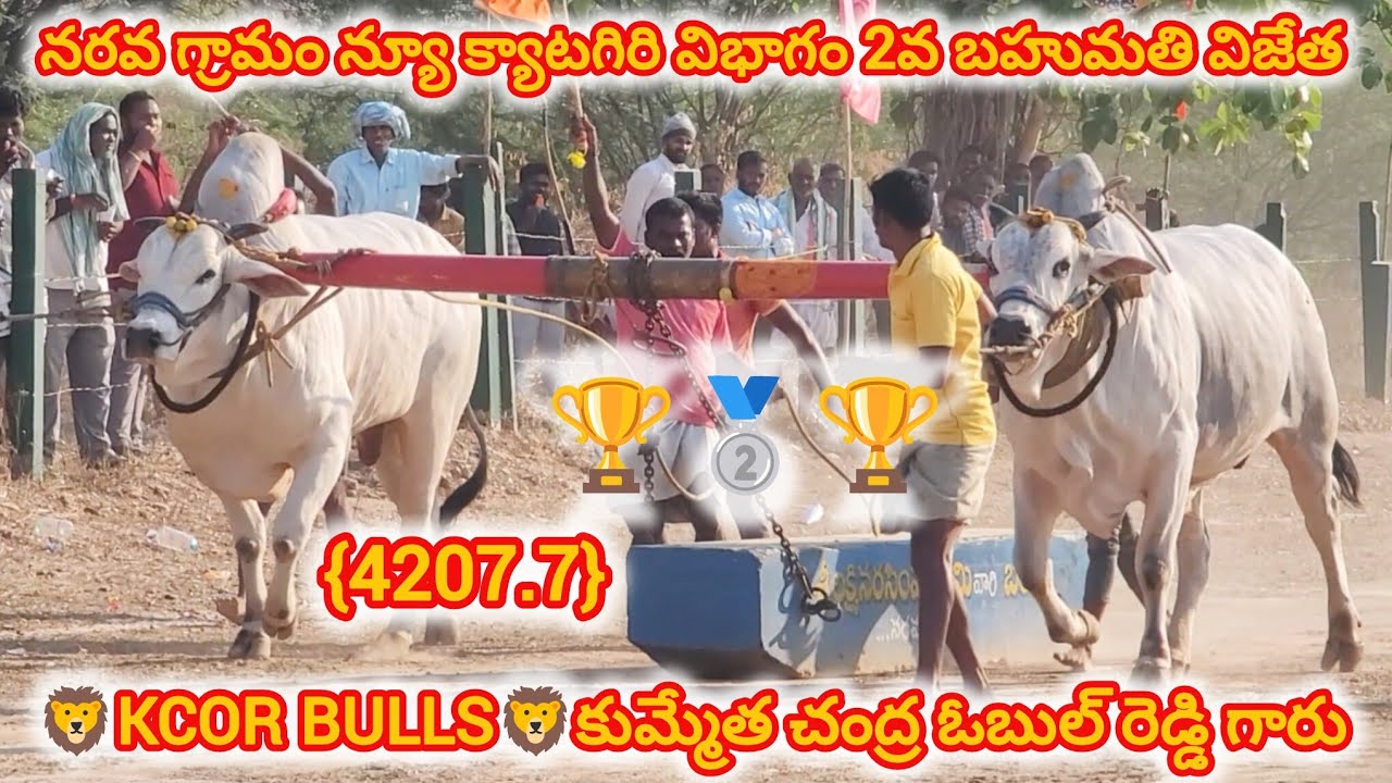 నరవ గ్రామం న్యూ క్యాటగిరి విభాగం🏆🥈🏆 2వ బహుమతి విజేత KCOR BULLS కుమ్మేత చంద్ర ఓబుల్ రెడ్డి గారు 💥💥