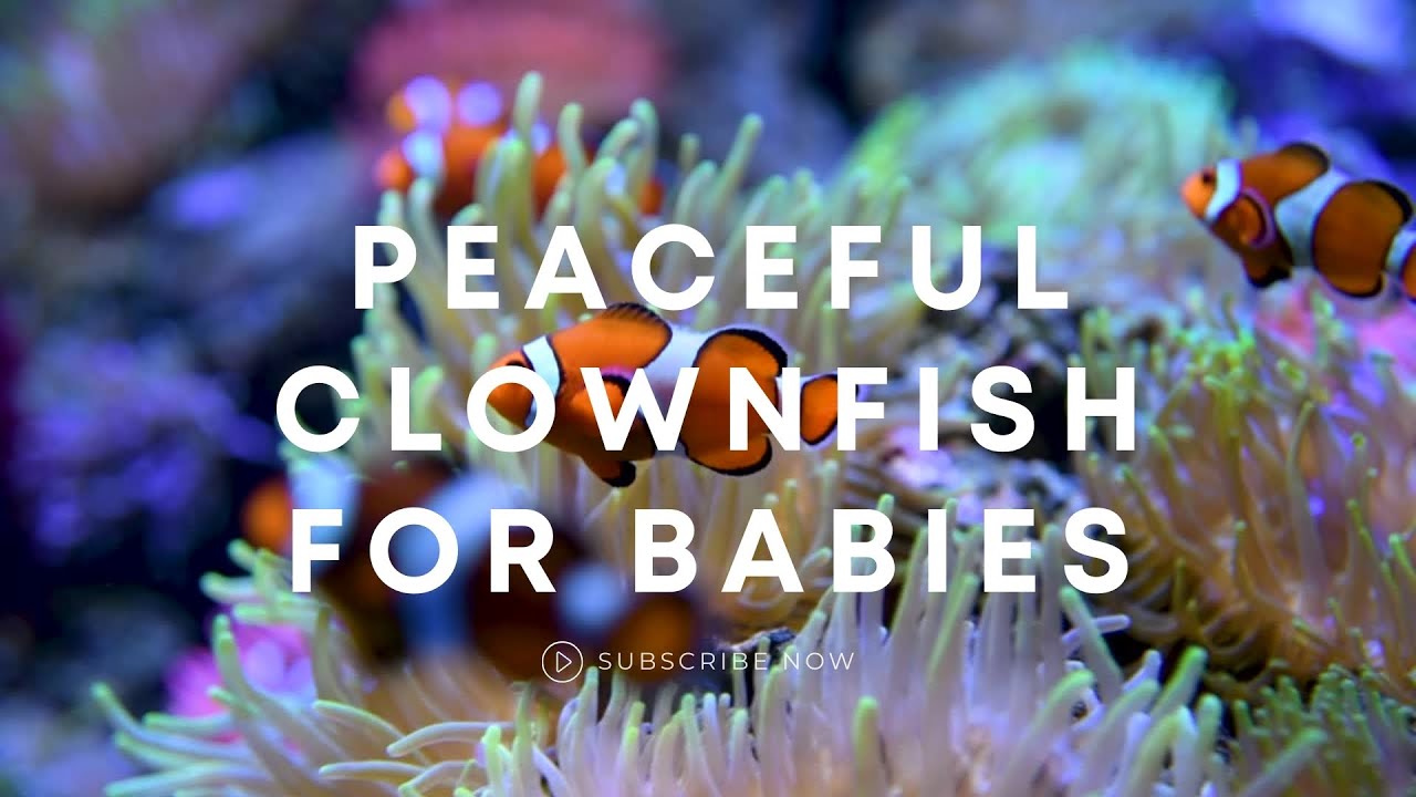 Low Stimulation Clownfish Video for Babies and Toddlers