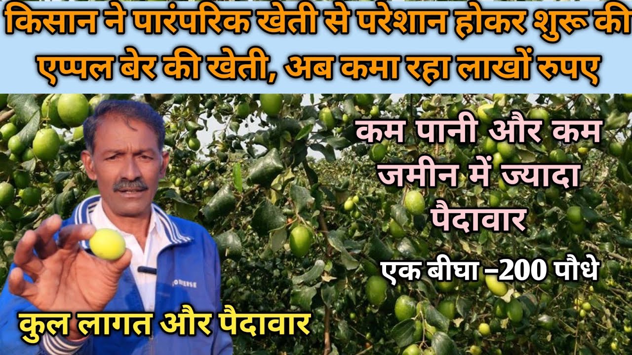 किसान ने पारंपरिक खेती से परेशान होकर शुरू की एप्पल बेर की खेती, अब कमा रहा लाखों रुपए