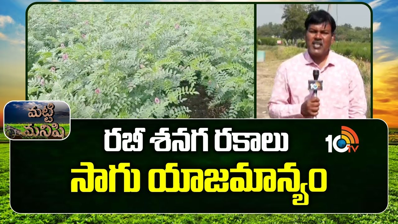 రబీ శనగ రకాలు సాగు యాజమాన్యం | Bengal Gram Cultivation Methods | Matti Manishi | 10TV News