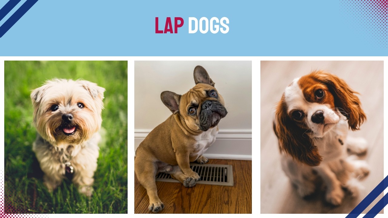 The 5 Best Lap Dogs You’ll Want