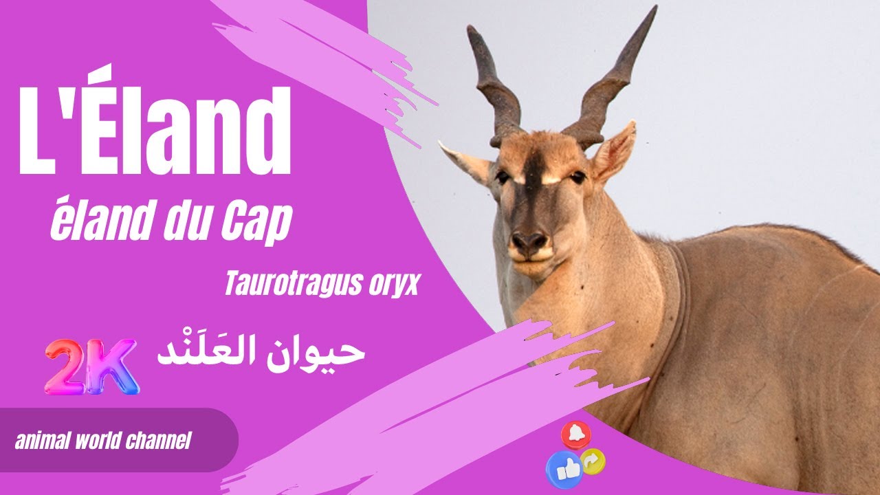 L'Éland : Majesté des Savanes Africaines
