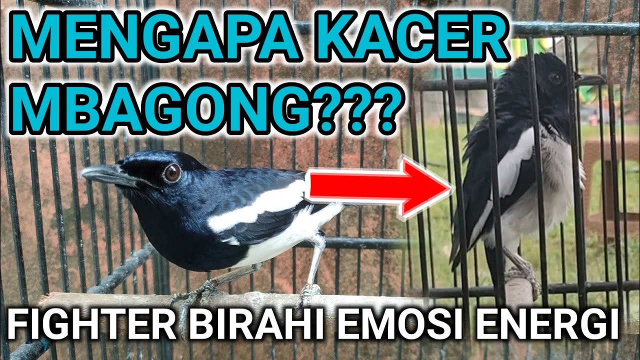 MENGAPA KACER MBAGONG??? CARA MERAWAT KACER | PERAWATAN BURUNG KACER