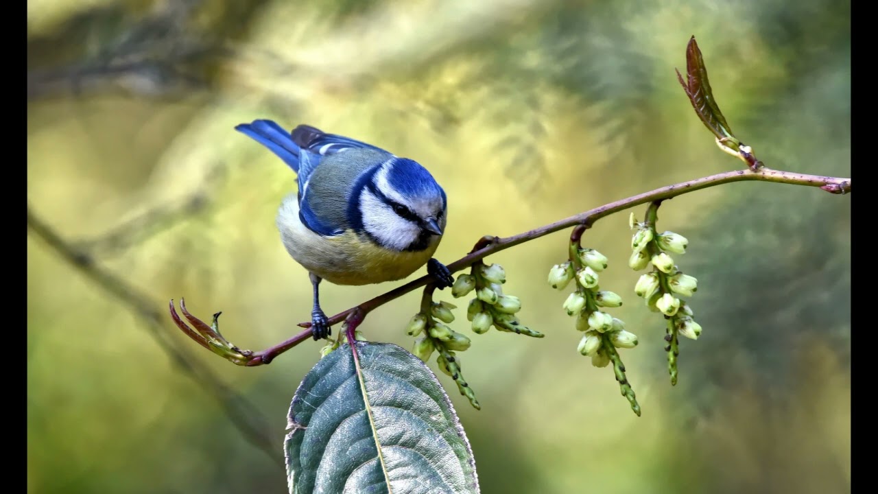 Musica Rilassante con Il Canto Degli Uccellini - Risveglia la Tua Anima alla Natura
