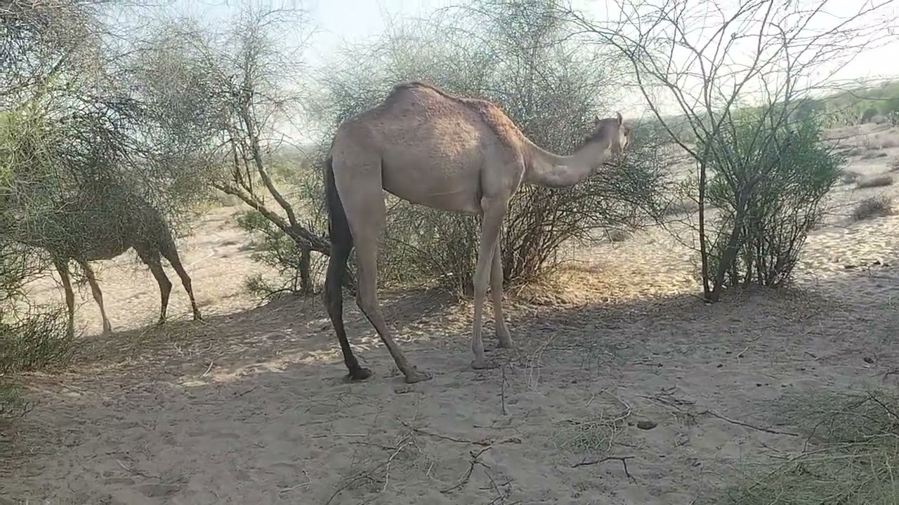 camel video camel eating tree video camel desert raining enjoy Beautiful mosam in desert