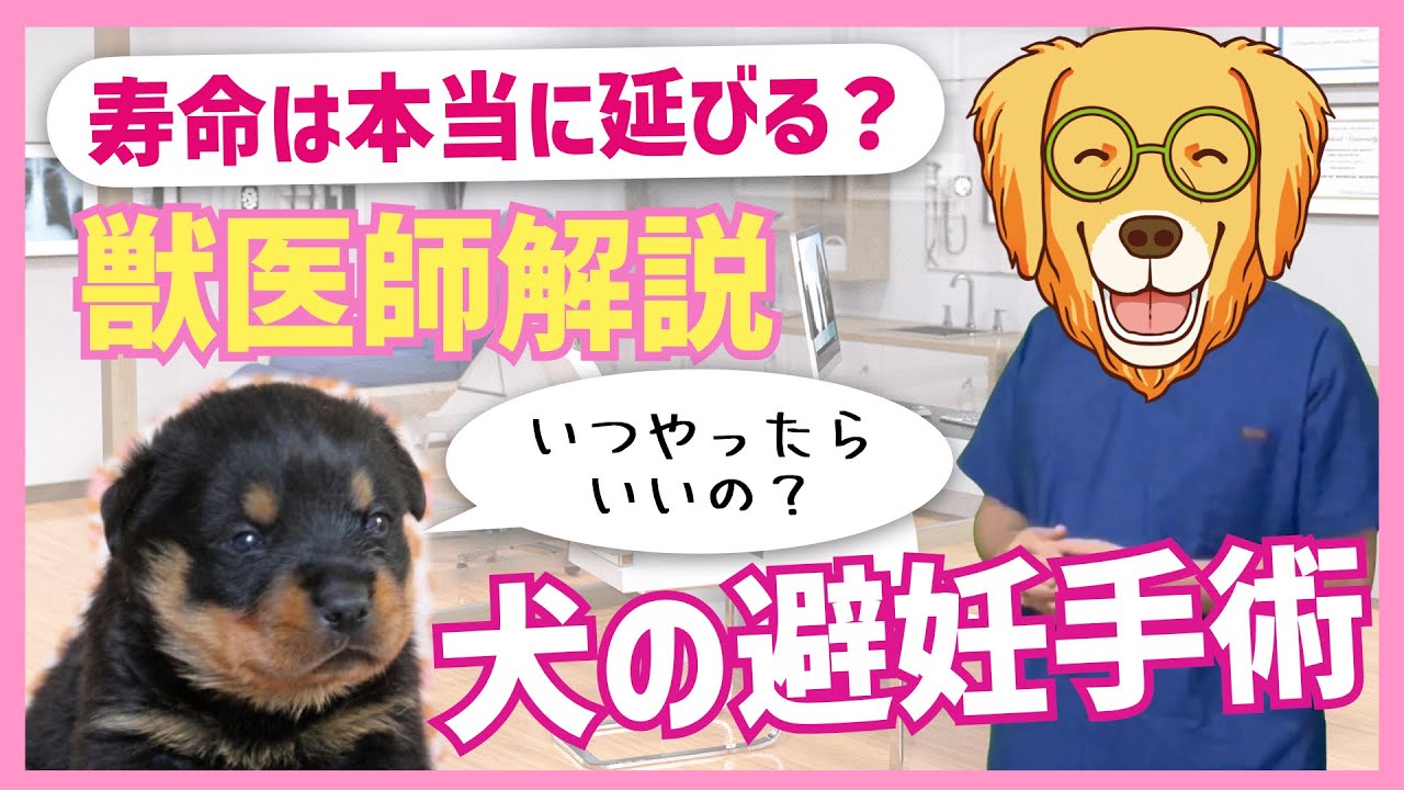 【獣医師解説】早期避妊手術で大型犬は病気になる？〜避妊手術を徹底解説〜