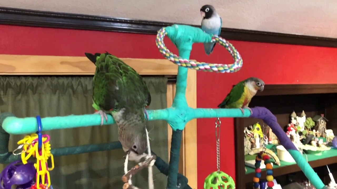 Its Ricky, the Gray-Headed (Cape) Parrot, vocalizing