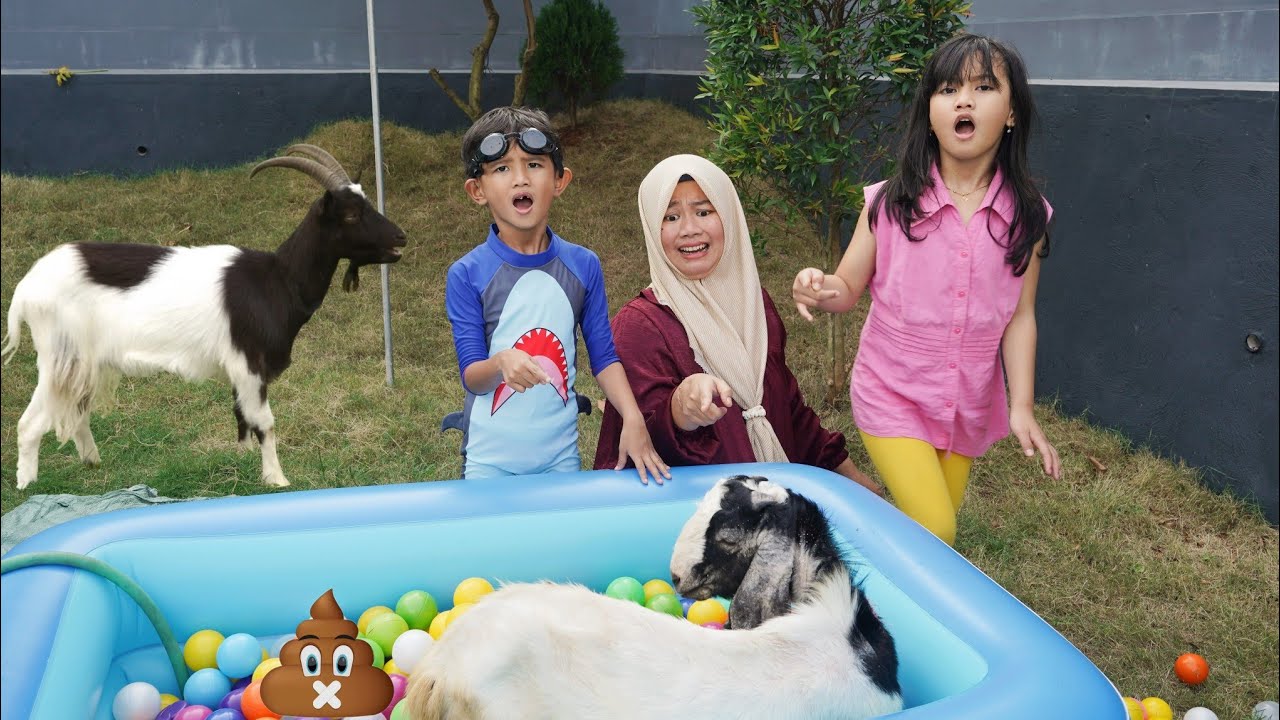 KAMBING LIAR MASUK KOLAM RENANG 🥵 MALAH EE SAMA PIPIS | Ali vlog