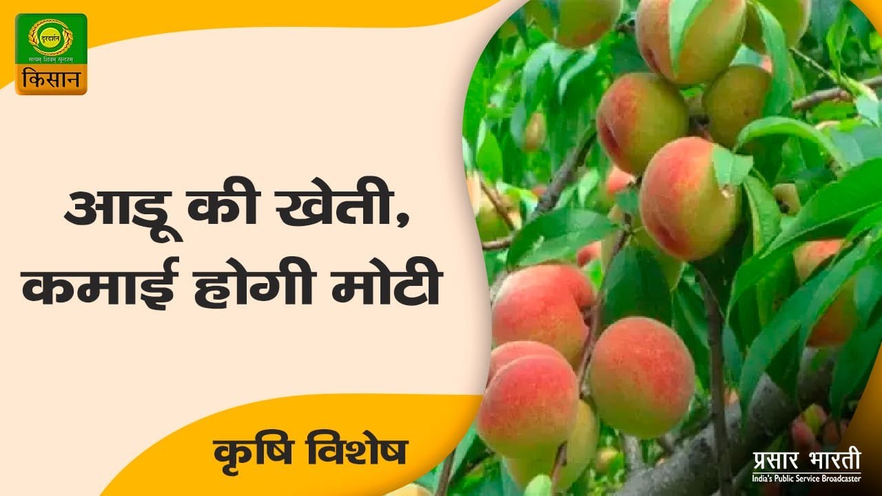 कृषि विशेष : आडू की खेती, कमाई होगी मोटी   | Krishi Vishesh | 08,Oct, 2022
