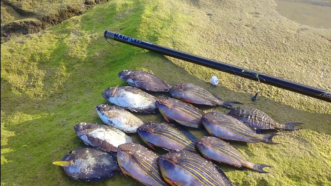 Mancing baronang kodok di pantai sawangan baru lempar langsung strike