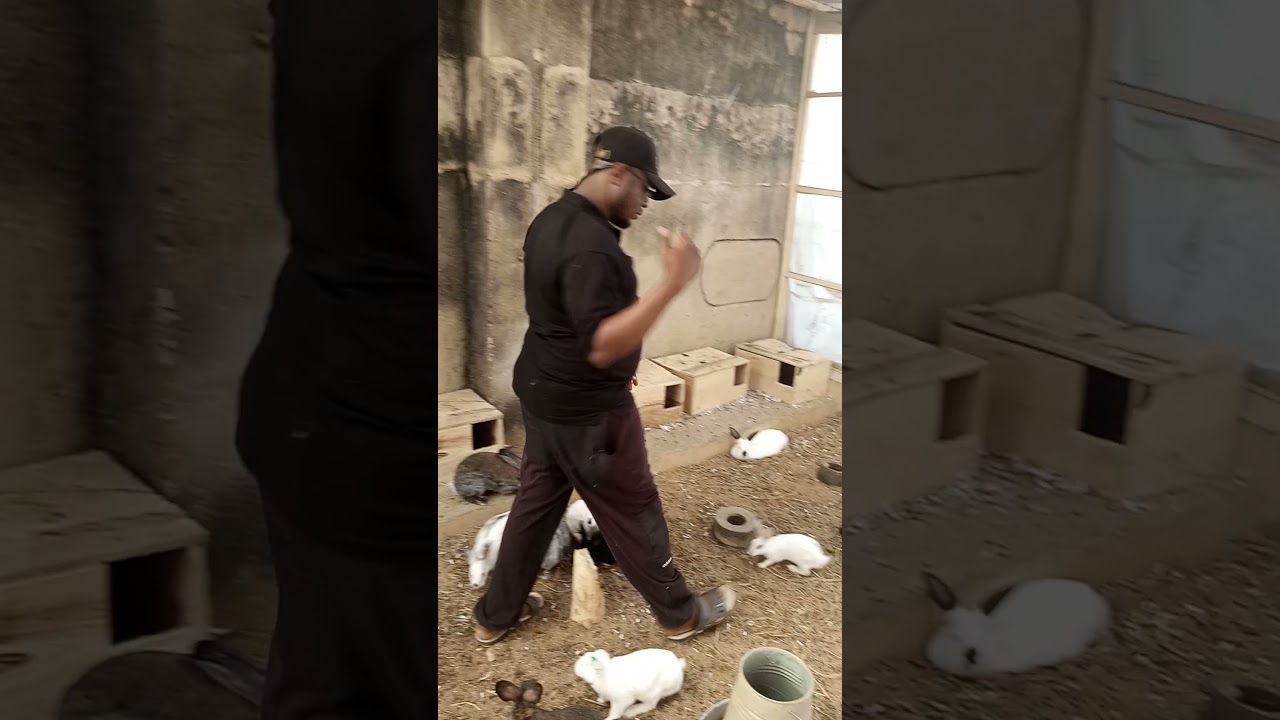 Rabbit Farming in Jos Nigeria