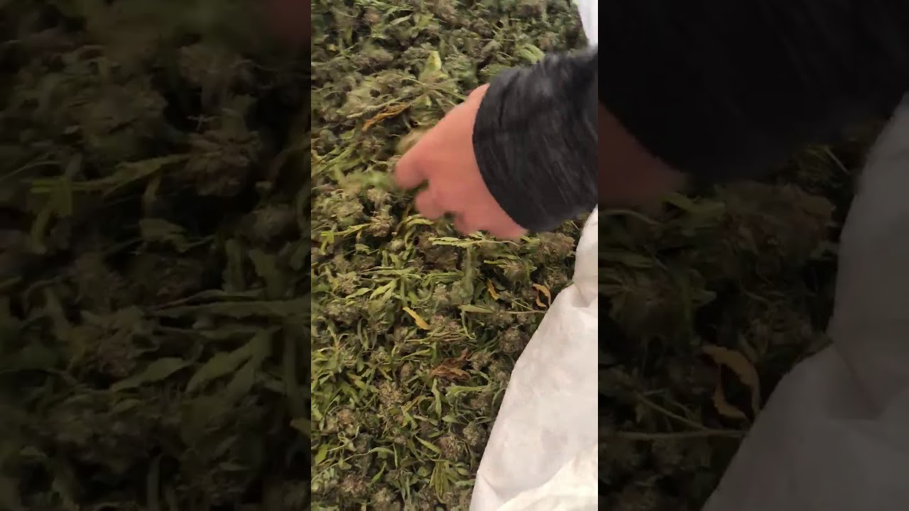 CBG SMOKEABLE FLOWER OCT 1 2019