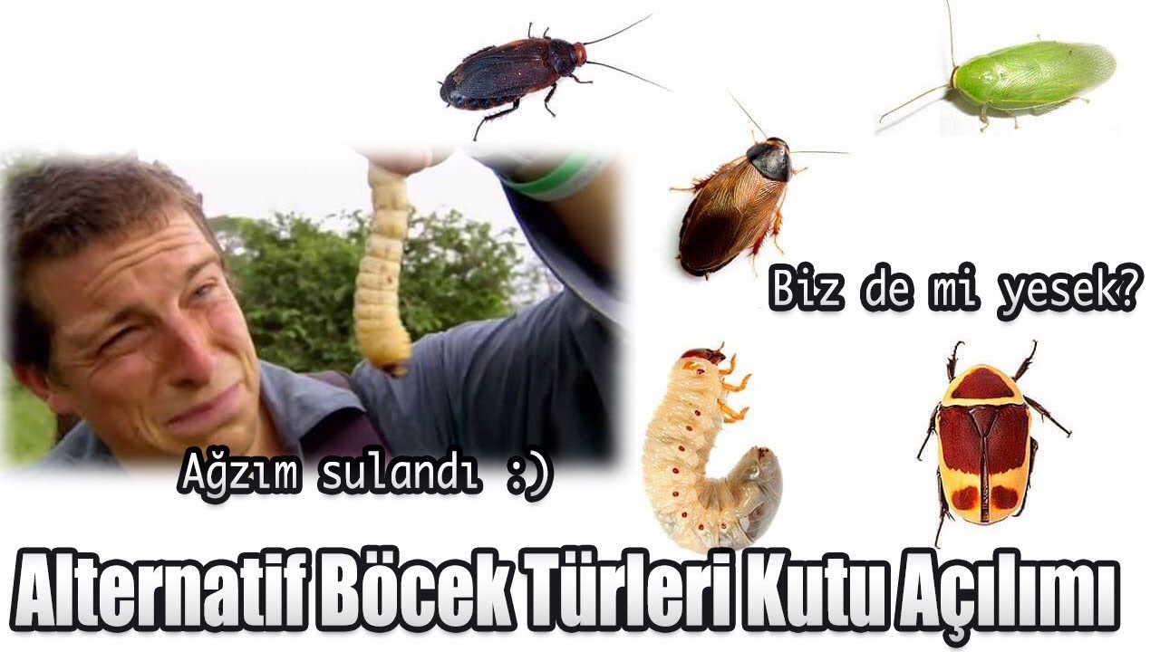 Farklı Böcek Türleri (Yem ve Besleme Amaçlı)