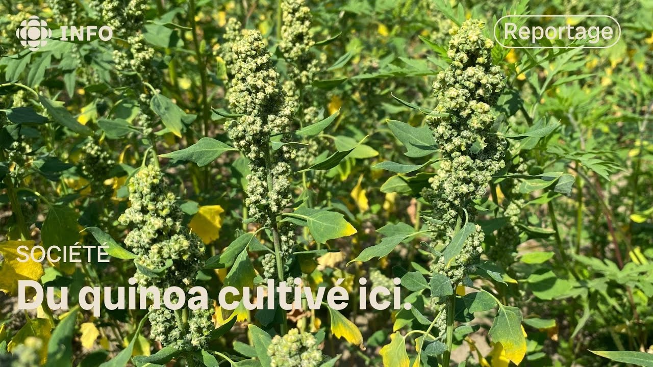Du quinoa cultivé ici